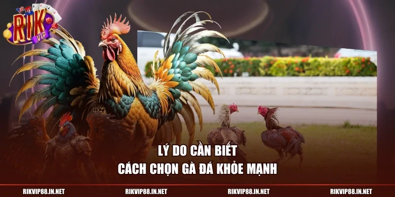 Lý do cần biết cách chọn gà đá khỏe mạnh