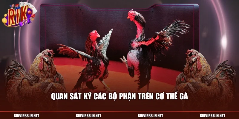 Quan sát kỹ các bộ phận trên cơ thể gà
